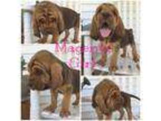 Bloodhound Puppy for sale in Brownsville, KY, USA