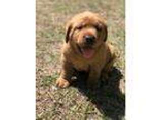 Labrador Retriever Puppy for sale in Rincon, GA, USA