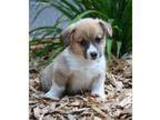 Pembroke Welsh Corgi Puppy for sale in Allenwood, PA, USA