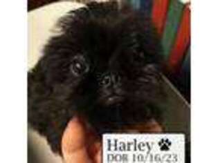 Brussels Griffon Puppy for sale in Tempe, AZ, USA