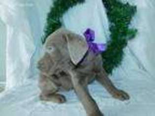 Labrador Retriever Puppy for sale in Millersburg, OH, USA