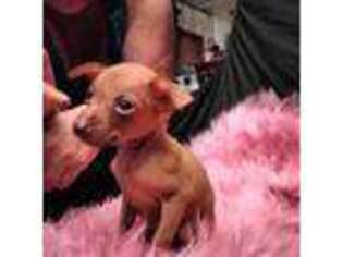 Miniature Pinscher Puppy for sale in Interlachen, FL, USA