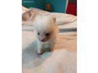 Pomeranian Puppy for sale in South Mills, NC, USA