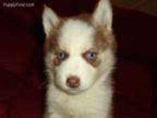 Siberian Husky Puppy for sale in Boone, NC, USA