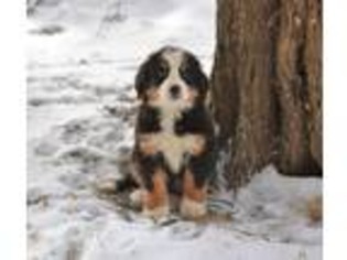 Bernese Mountain Dog Puppy for sale in Melvern, KS, USA