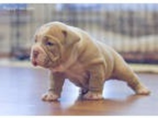 Olde English Bulldogge Puppy for sale in College Station, TX, USA