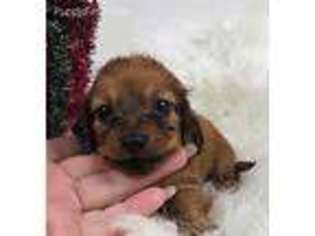 Dachshund Puppy for sale in Pomona, MO, USA