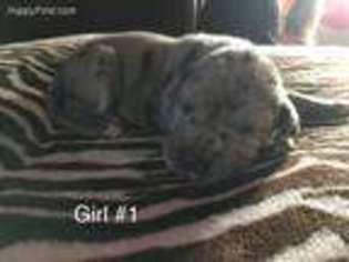 Great Dane Puppy for sale in Ludowici, GA, USA