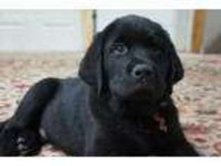 Labrador Retriever Puppy for sale in Pottstown, PA, USA