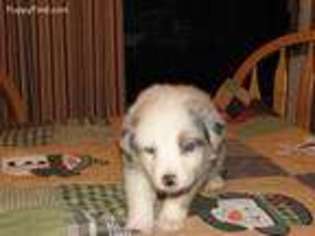 Australian Shepherd Puppy for sale in Grubville, MO, USA
