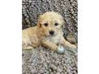 Goldendoodle Puppy for sale in Terre Hill, PA, USA