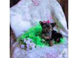 Yorkshire Terrier Puppy for sale in COWETA, OK, USA