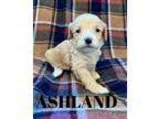 Goldendoodle Puppy for sale in Climax, NY, USA