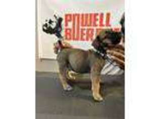 Boerboel Puppy for sale in Baton Rouge, LA, USA