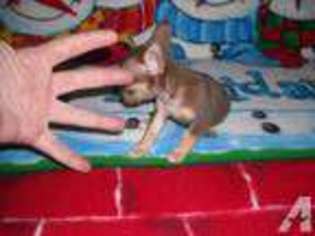 Chihuahua Puppy for sale in CARSON CITY, NV, USA