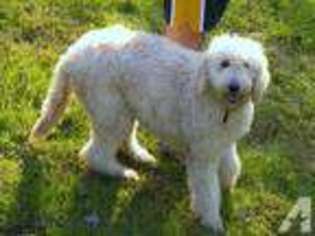 Labradoodle Puppy for sale in FRIENDSVILLE, MD, USA