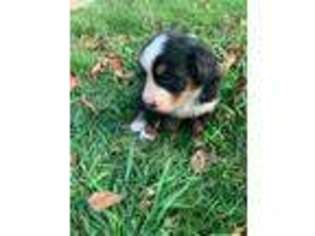 Bernese Mountain Dog Puppy for sale in Sandusky, OH, USA