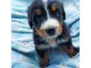 Bernese Mountain Dog Puppy for sale in Exeter, MO, USA