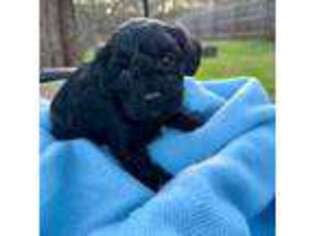 Cavapoo Puppy for sale in Athens, GA, USA