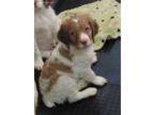 Brittany Puppy for sale in Molalla, OR, USA