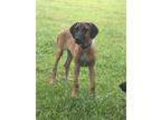 Great Dane Puppy for sale in Conway, SC, USA