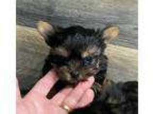 Yorkshire Terrier Puppy for sale in Harlan, KY, USA