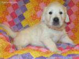 Golden Retriever Puppy for sale in Rome, PA, USA