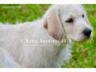 Labradoodle Puppy for sale in Savannah, GA, USA