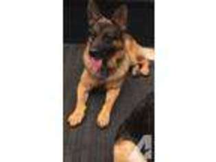 German Shepherd Dog Puppy for sale in CITRUS HEIGHTS, CA, USA