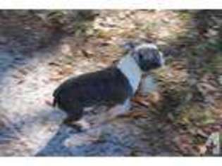 Boston Terrier Puppy for sale in FORT MC COY, FL, USA