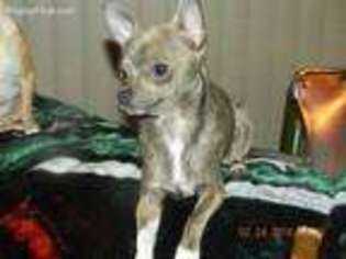 Chihuahua Puppy for sale in Hildebran, NC, USA