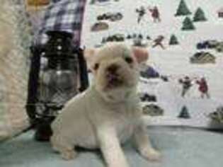 French Bulldog Puppy for sale in Pine Grove, PA, USA