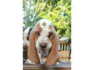 Basset Hound Puppy for sale in New Bedford, MA, USA