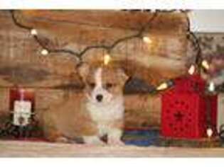 Pembroke Welsh Corgi Puppy for sale in Newville, PA, USA