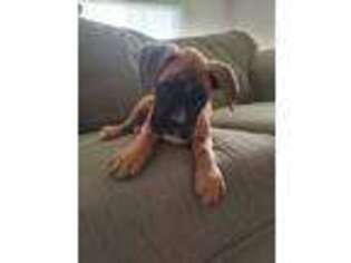 Boxer Puppy for sale in Venice, UT, USA