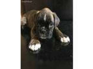 Boxer Puppy for sale in Schulenburg, TX, USA