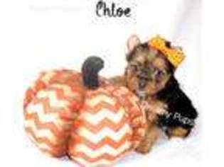 Yorkshire Terrier Puppy for sale in Kennesaw, GA, USA