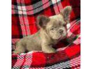French Bulldog Puppy for sale in Frenchtown, MT, USA