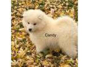 Samoyed Puppy for sale in Neillsville, WI, USA