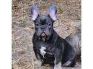 French Bulldog Puppy for sale in Columbus, TX, USA