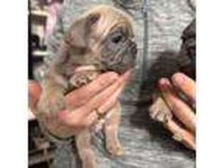 French Bulldog Puppy for sale in Eolia, MO, USA