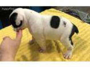Mutt Puppy for sale in Lucedale, MS, USA