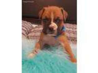 Boxer Puppy for sale in Gladewater, TX, USA