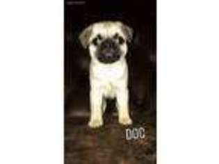 Pug Puppy for sale in Woodway, TX, USA