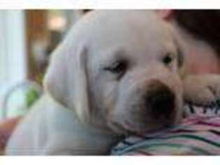 Labrador Retriever Puppy for sale in West Linn, OR, USA