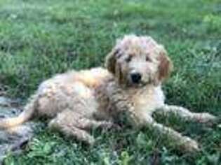 Goldendoodle Puppy for sale in Pittsfield, IL, USA