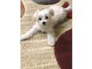 Maltese Puppy for sale in Morgan Hill, CA, USA