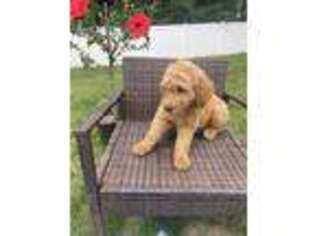 Goldendoodle Puppy for sale in Nantucket, MA, USA