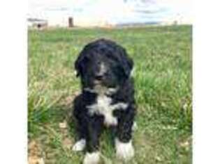Mutt Puppy for sale in Payette, ID, USA