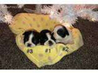 Boston Terrier Puppy for sale in Fowler, IN, USA